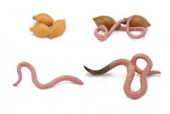 Ciclul vietii la rama