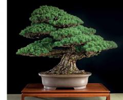 Bonsai and Penjing