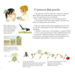 Sarbatoarea fructelor