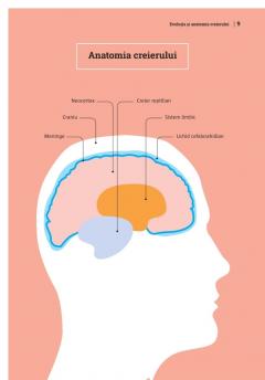 Mic ghid de sanatate: Creierul