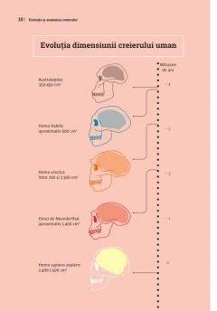 Mic ghid de sanatate: Creierul