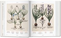 Basilius Besler's Florilegium
