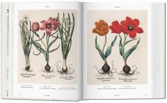Basilius Besler's Florilegium