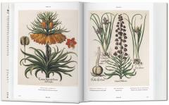 Basilius Besler's Florilegium