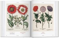 Basilius Besler's Florilegium