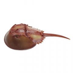 Figurina - Horseshoe Crab