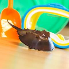 Figurina - Horseshoe Crab