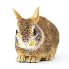 Figurina - Eastern Cottontail Rabbit Baby