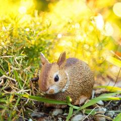 Figurina - Eastern Cottontail Rabbit Baby