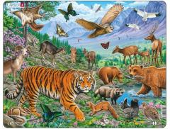 Puzzle 36 piese - Maxi - The Amur Tiger in Siberian Summer