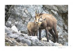 Romania Salbatica / Wild Romania