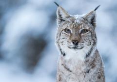 Romania Salbatica / Wild Romania