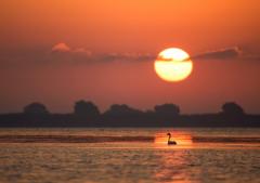 Romania Salbatica / Wild Romania