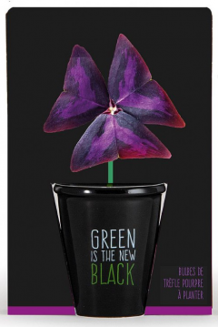 Kit pentru plantat cu seminte de trifoi mov - Green is the New Black