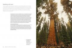 The World Atlas of Trees and Forests
