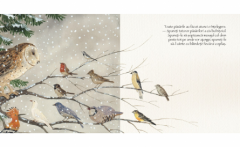 Mesajul pasarilor catre inimile copiilor