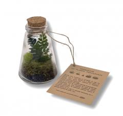 Terariu sticluta plante prezervate