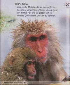 Maimutele - Affen und Menschenaffen