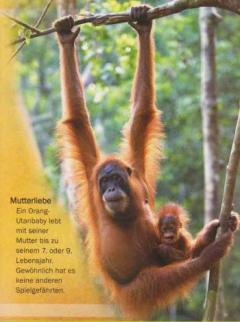 Maimutele - Affen und Menschenaffen