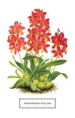 Carti postale-New York Botanical Garden