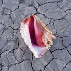 Wonderful Wonderful - Deluxe Edition