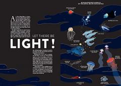 Ocean (Lift the Flap Book)