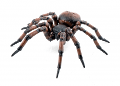 Figurina - Garden animals - Common spider