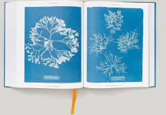 Anna Atkins. Cyanotypes