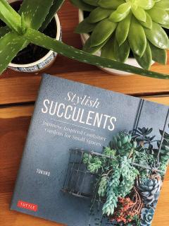 Stylish Succulents