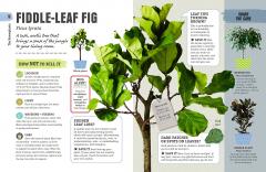 How Not to Kill Your House Plant