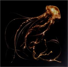 Back To The Water Below (Clear Vinyl)