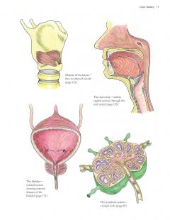 Complete Anatomy Coloring Book