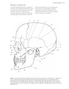Complete Anatomy Coloring Book