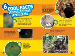 Animal Architects (L3)