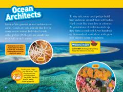 Animal Architects (L3)