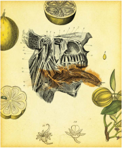 Frankenstein (Editie aniversara)