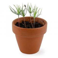 Kit de plantat - Pin, editie de Craciun