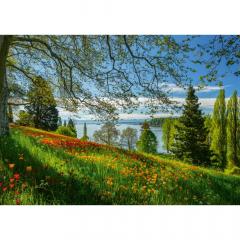 Puzzle 1000 piese - Mainau Island - Tulips Flowering