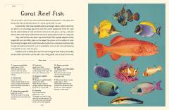 Oceanarium - Junior Edition