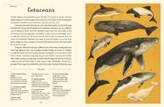 Oceanarium - Junior Edition