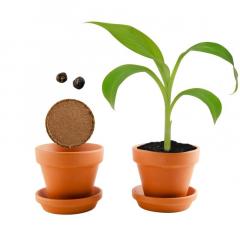 Kit de plantare - Banane