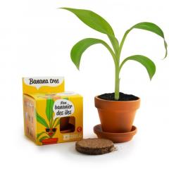 Kit de plantare - Banane