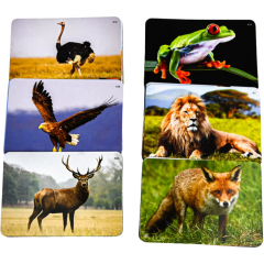 Joc - Learning Cube - Arca lui Noe