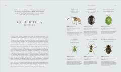 Insects