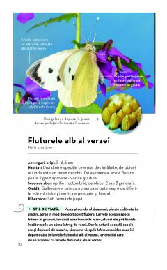 Mic determinator de fluturi