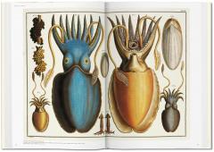 Cabinet of Natural Curiosities 