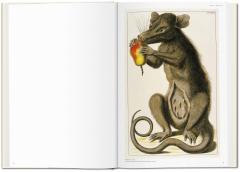 Cabinet of Natural Curiosities 