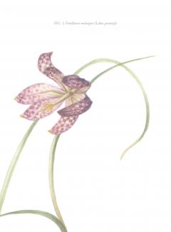 Agenda albastra - Florilegium