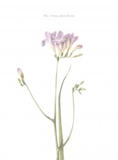 Agenda galbena - Florilegium