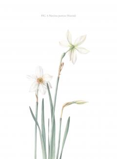 Agenda galbena - Florilegium